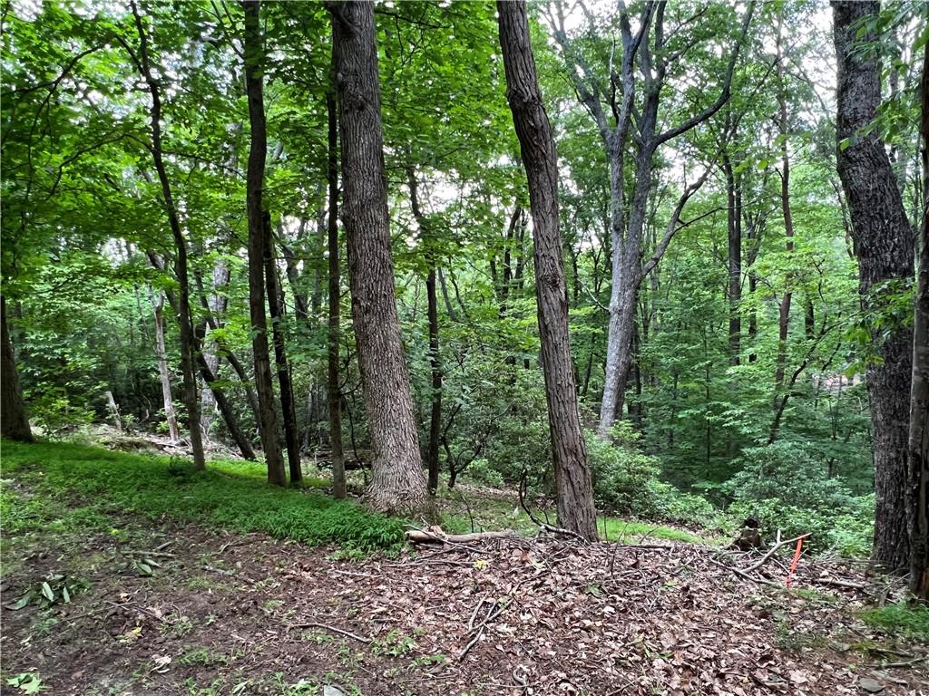 2643 Sunset Court Jasper, GA 30143 - Photo 12 of 16 a view of a forest with trees