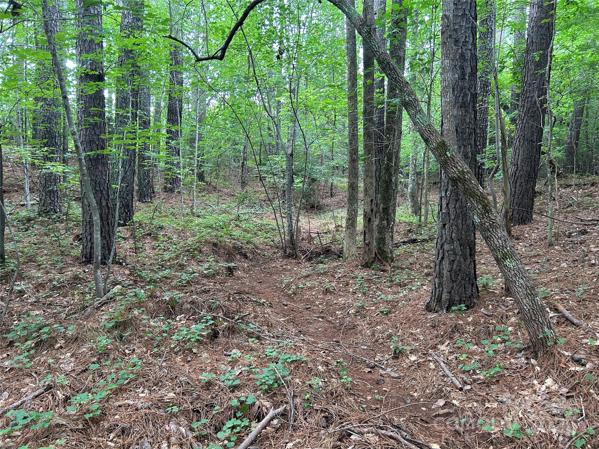 124 Blue Ridge Drive Rutherfordton, NC 28139 - Photo 46 of 48 a view of a forest that has large trees