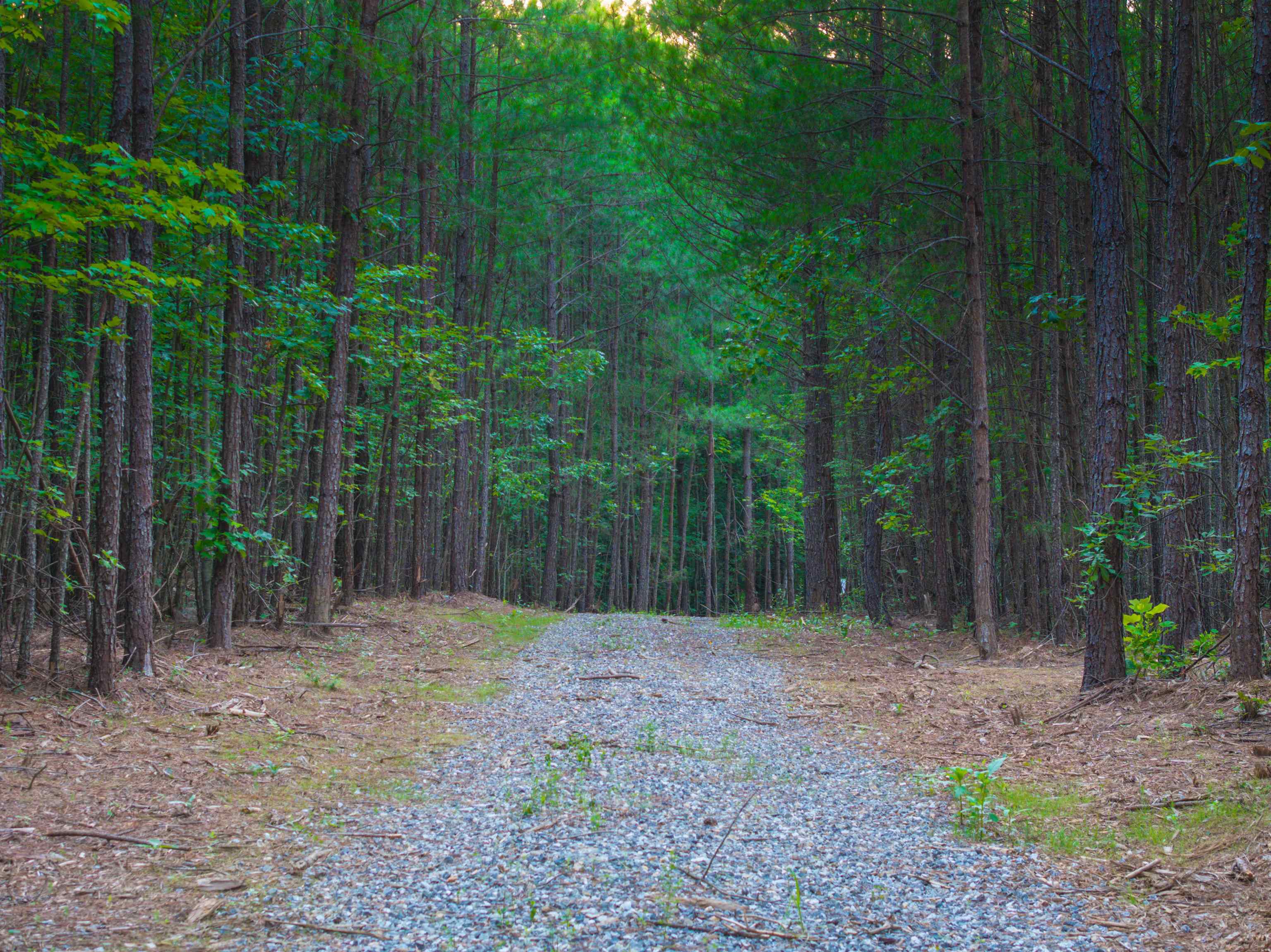0 Mountain Cut Road Appomattox, VA 24522 - Photo 20 of 55 Gallery Image 20