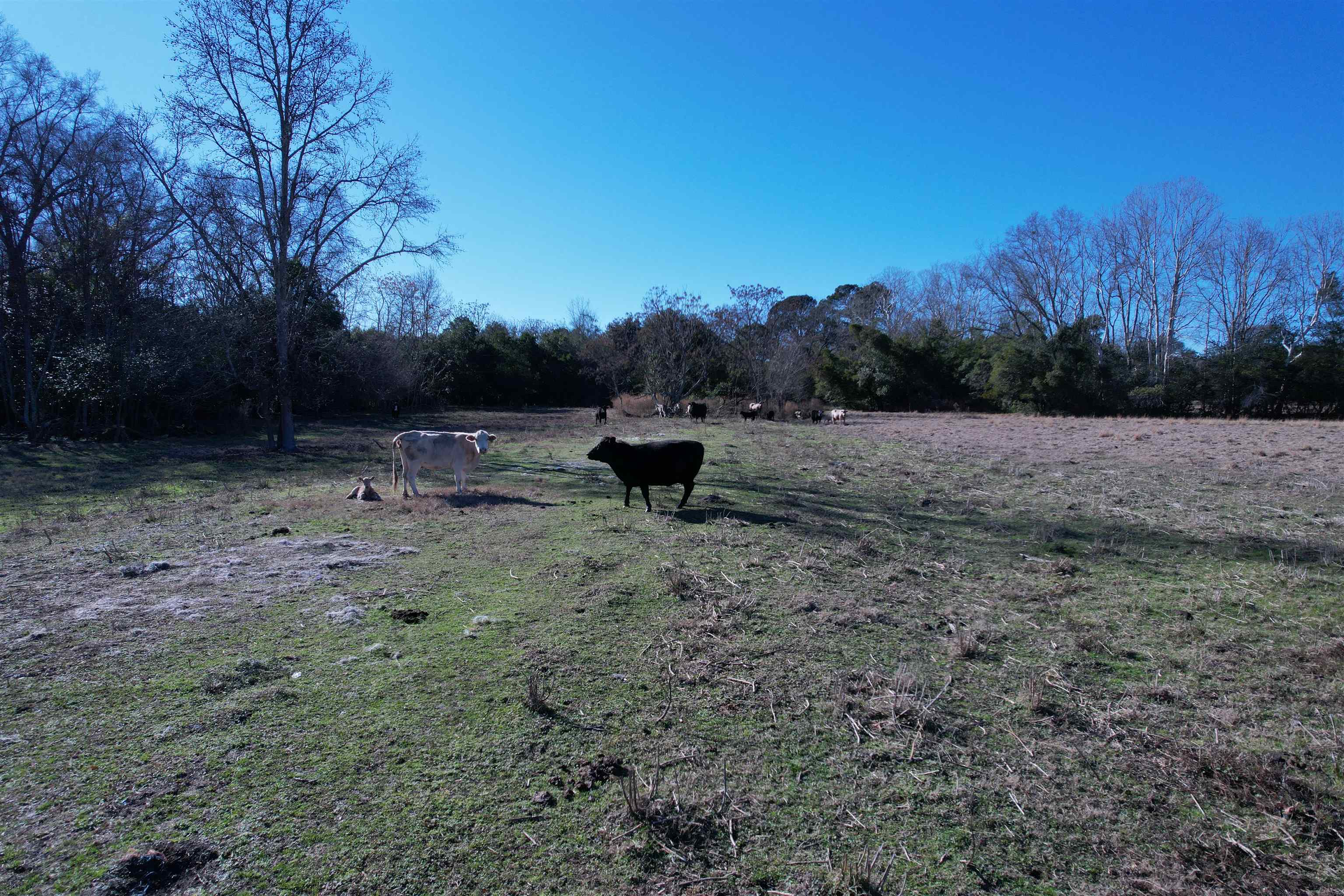10686 Scott Avenue Manning, SC 29102 - Photo 15 of 18