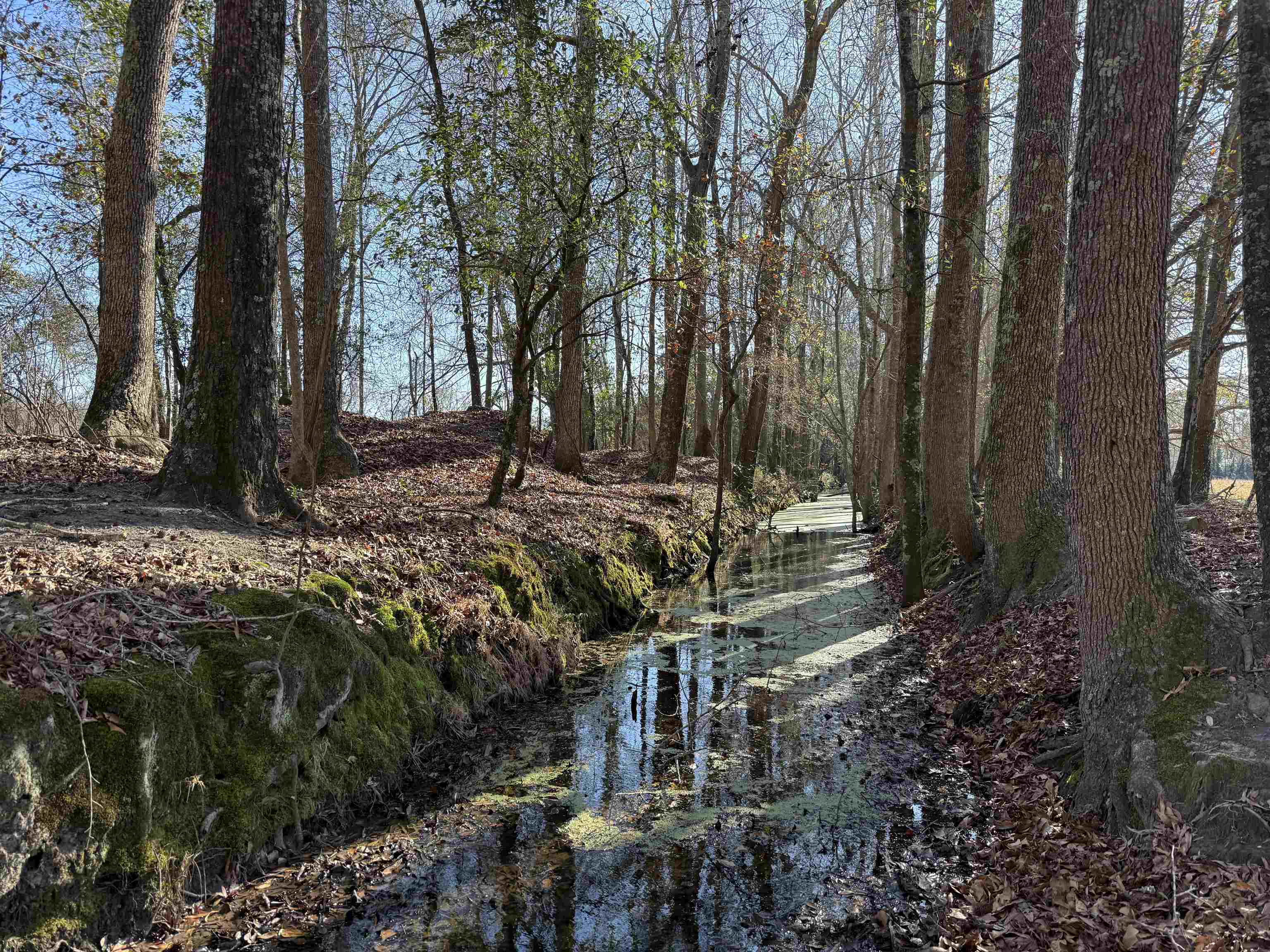 10686 Scott Avenue Manning, SC 29102 - Photo 3 of 18