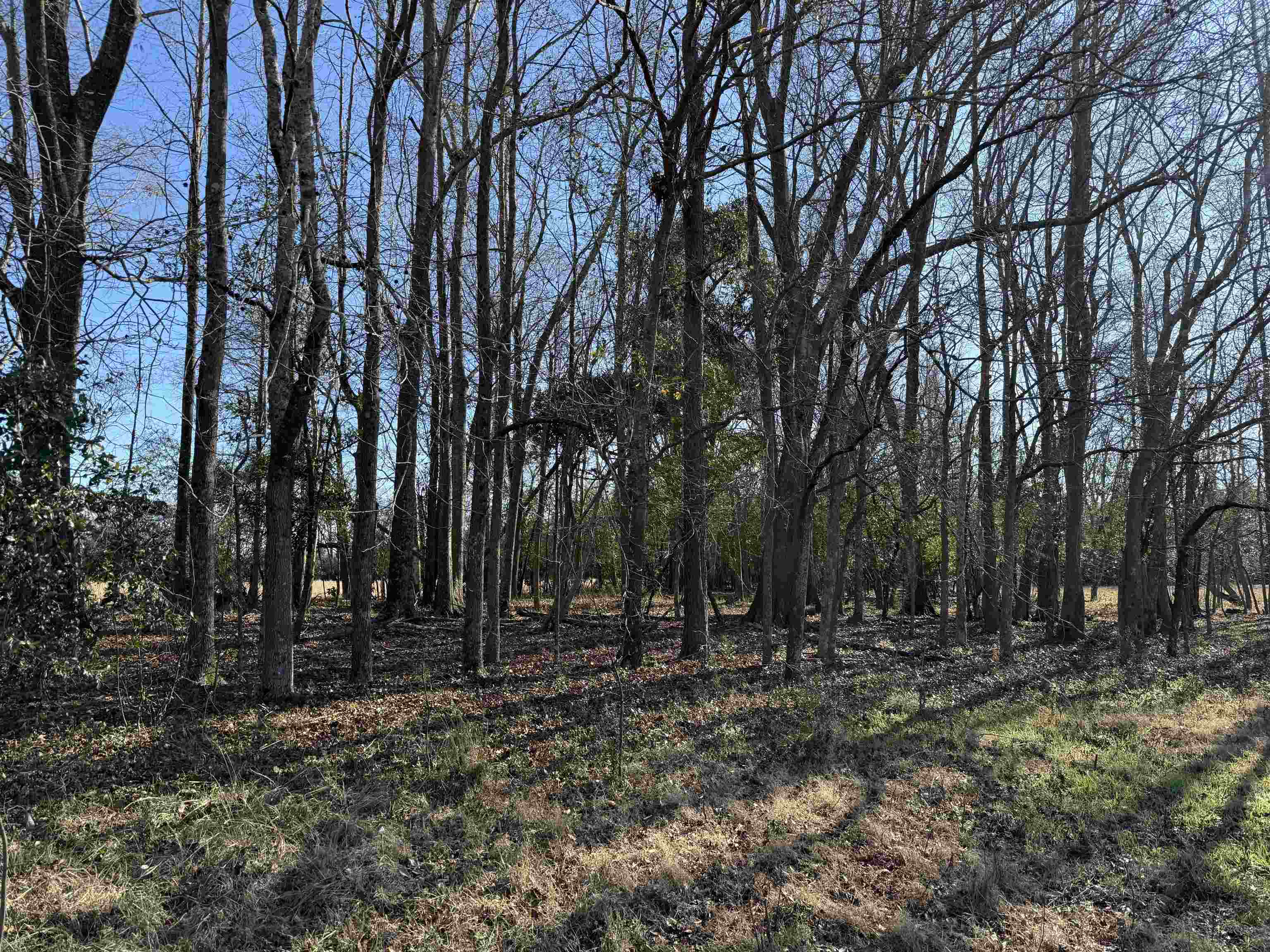 10686 Scott Avenue Manning, SC 29102 - Photo 6 of 18