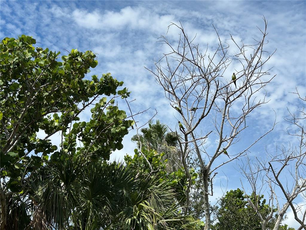 415 180th Avenue East Redington Shores, FL 33708 - Photo 23 of 29 a plant that is in a garden