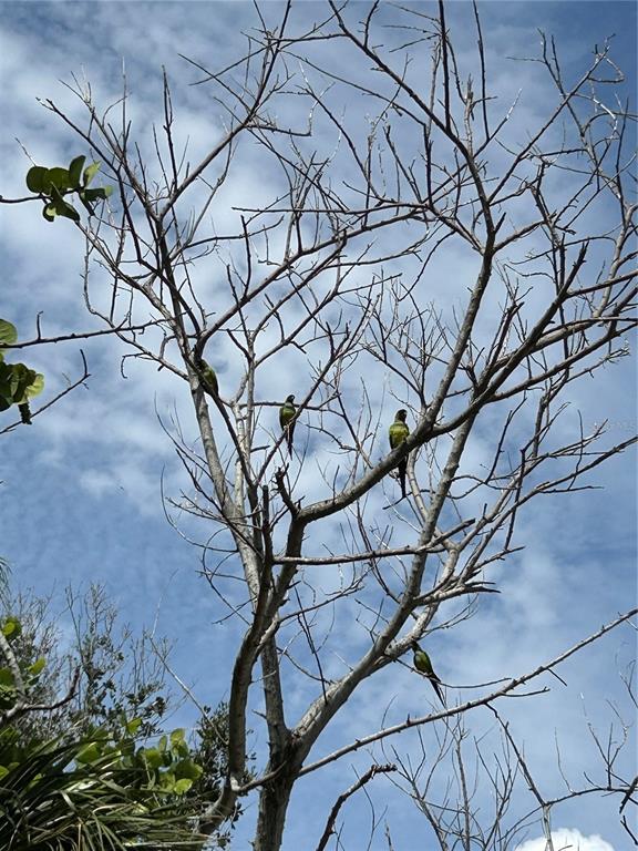 415 180th Avenue East Redington Shores, FL 33708 - Photo 24 of 29 a picture of tree with a tree