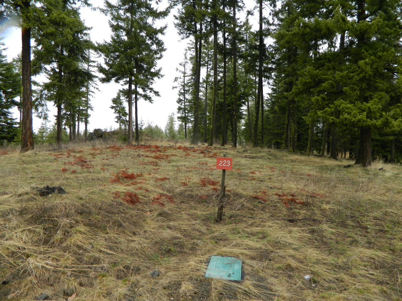 Lot 223 Gozzer Ranch Corner lot