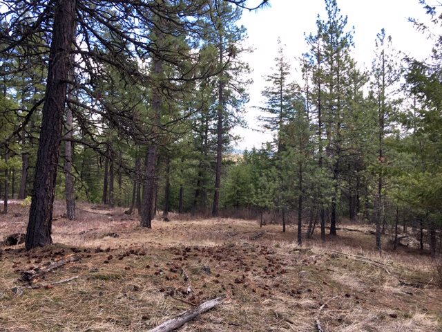 Xxx North Willms Road Elk, WA 99009 - Photo 10 of 11