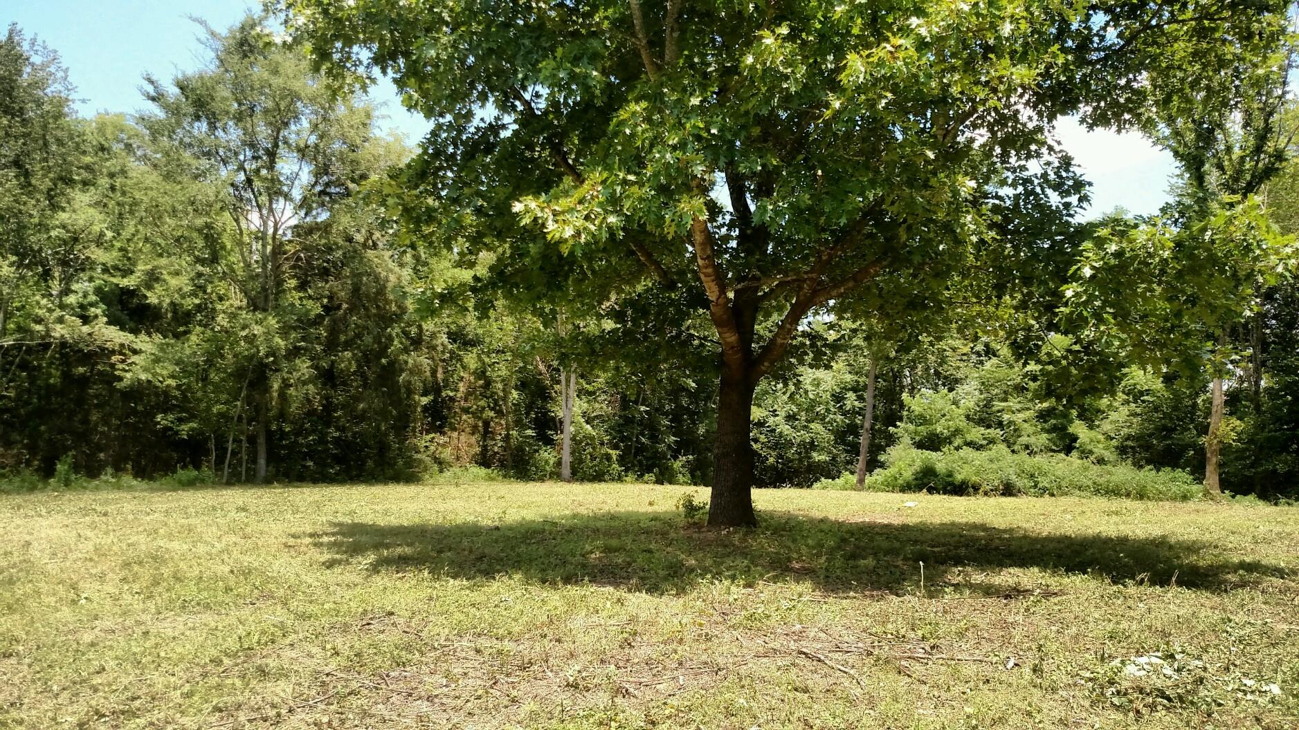 0 Chestnut Grove Road Leoma, TN 38468 - Photo 2 of 8 a view of backyard with green space