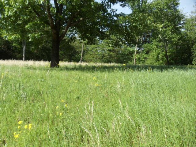 0 Chestnut Grove Road Leoma, TN 38468 - Photo 3 of 8 a view of a garden