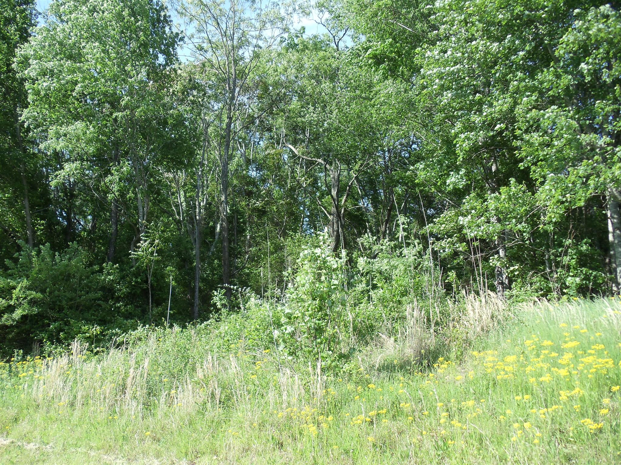 0 Chestnut Grove Road Leoma, TN 38468 - Photo 7 of 8 a view of a lush green forest
