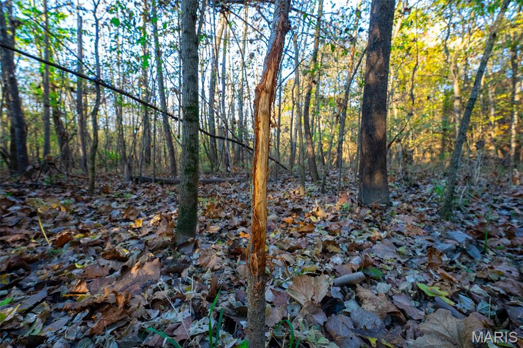 1847 Jaketown Road Donnellson, IL 62019 - Photo 9 of 78