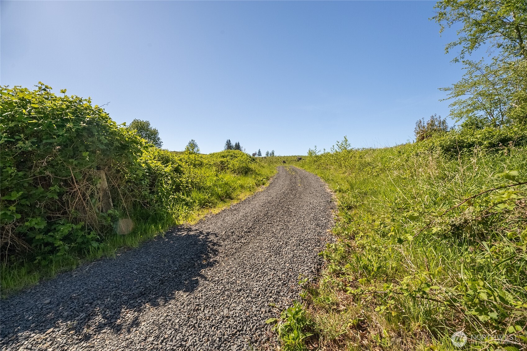 195-82 Hagen Road Mossyrock, WA 98564 - Photo 5 of 15 a view of a yard with a tree