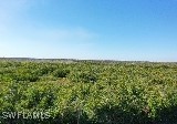 6477 Park Road Fort Myers, FL 33908 - Photo 4 of 4 a view of a field with plants