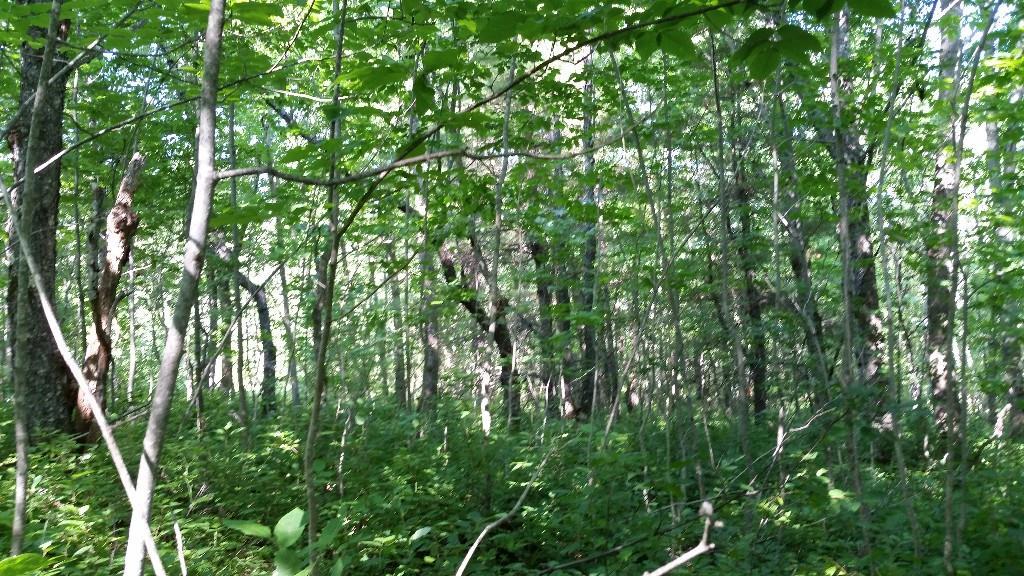 M24-l9 Morrill Road Morrill, ME 04952 - Photo 5 of 23 Photo