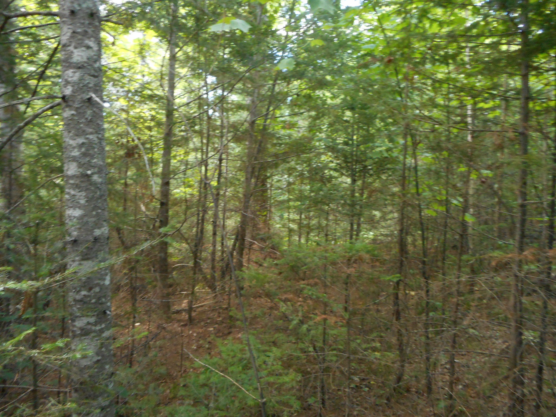 Tbd Tbd Wheeler Road Lincoln, ME 04457 - Photo 6 of 19 DSCN2610