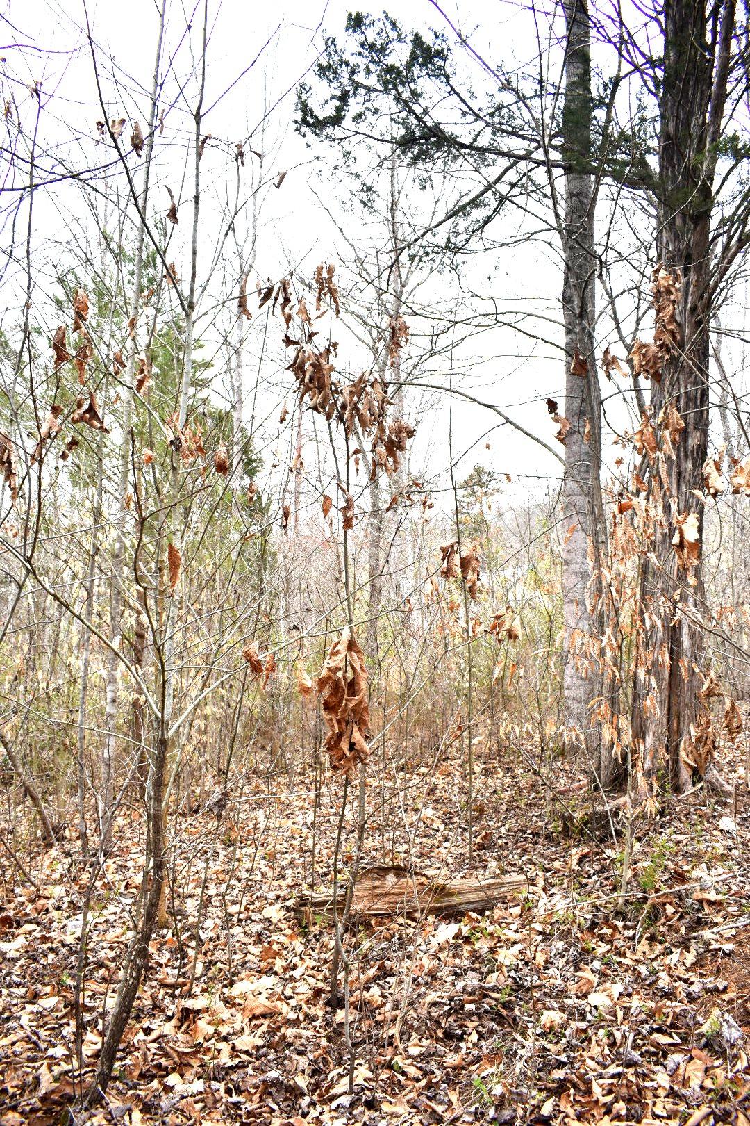 Lot 162 Bridle Way Road Speedwell, TN 37870 - Photo 25 of 31 DSC_0508