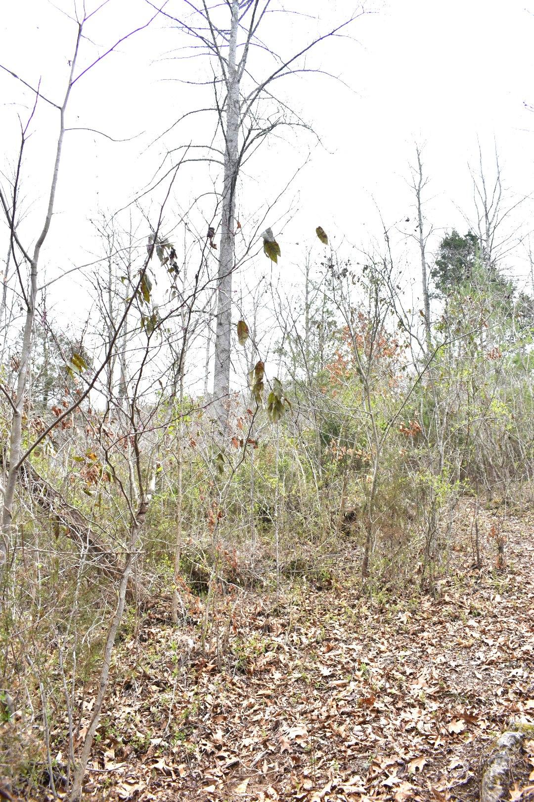 Lot 162 Bridle Way Road Speedwell, TN 37870 - Photo 26 of 31 DSC_0501