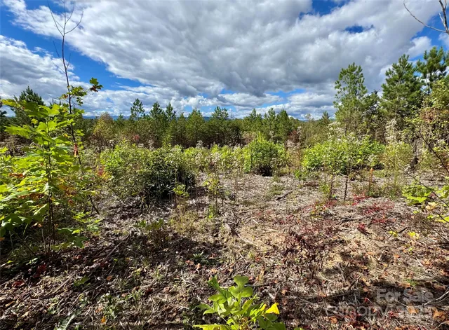a view of a yard with plants and a bench
