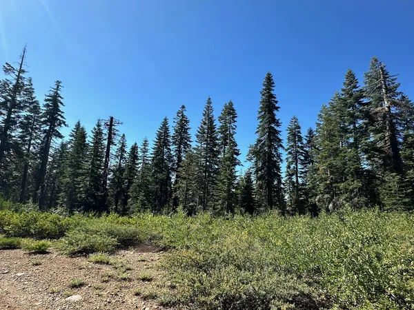 a view of a green field with lots of bushes