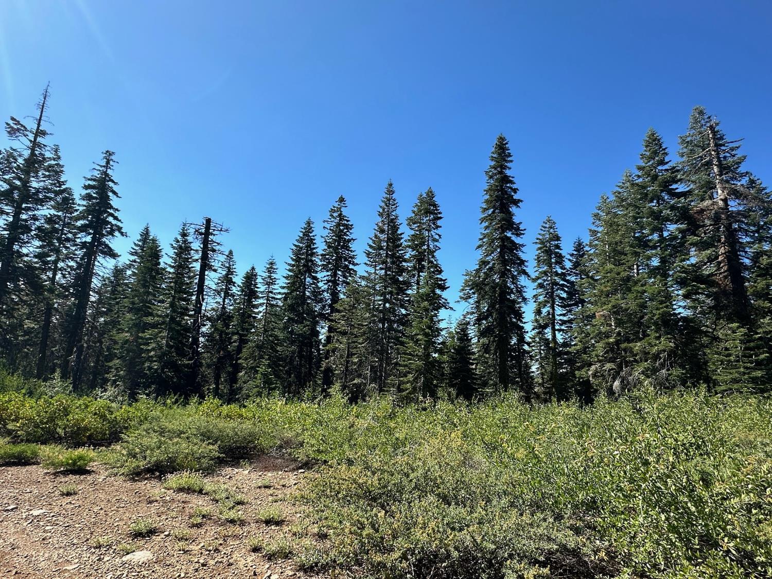a view of a green field with lots of bushes