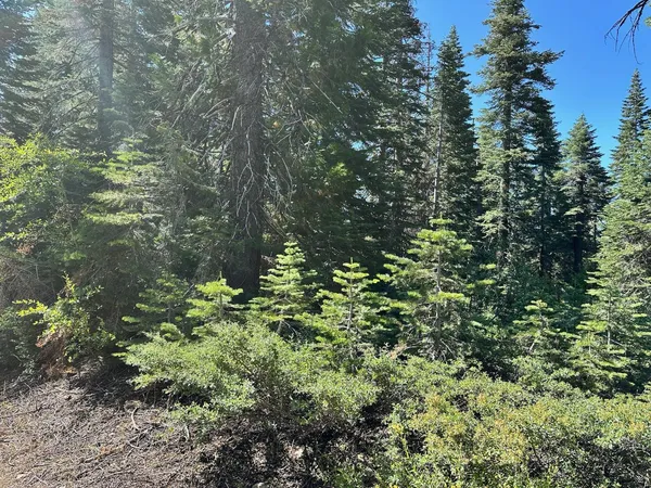 a view of a garden with plants
