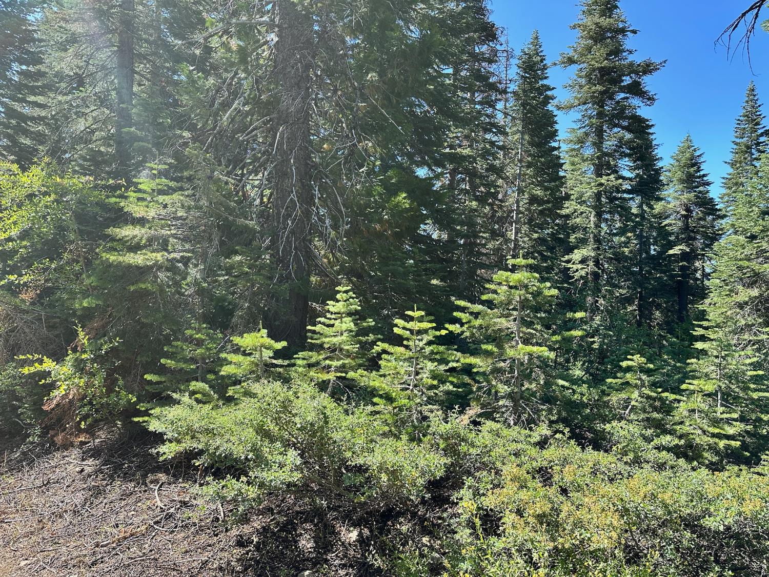 19231 Marsh Mill Road Nevada City, CA 95959 - Photo 13 of 17