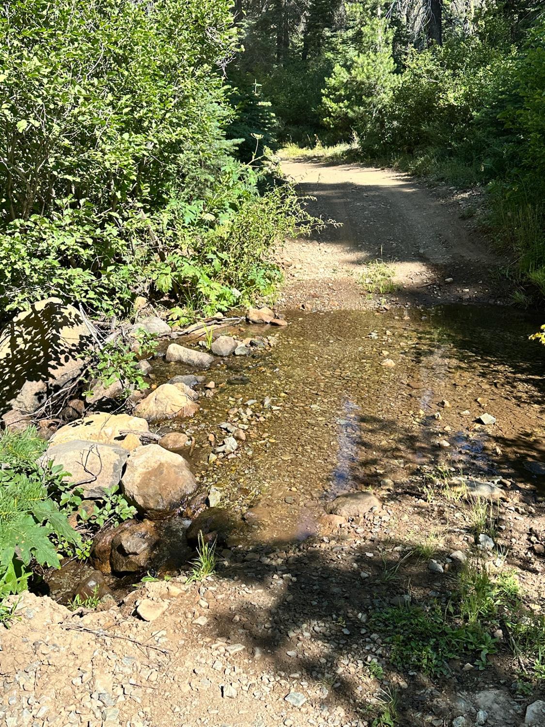 19231 Marsh Mill Road Nevada City, CA 95959 - Photo 2 of 17 a view of a yard with an trees
