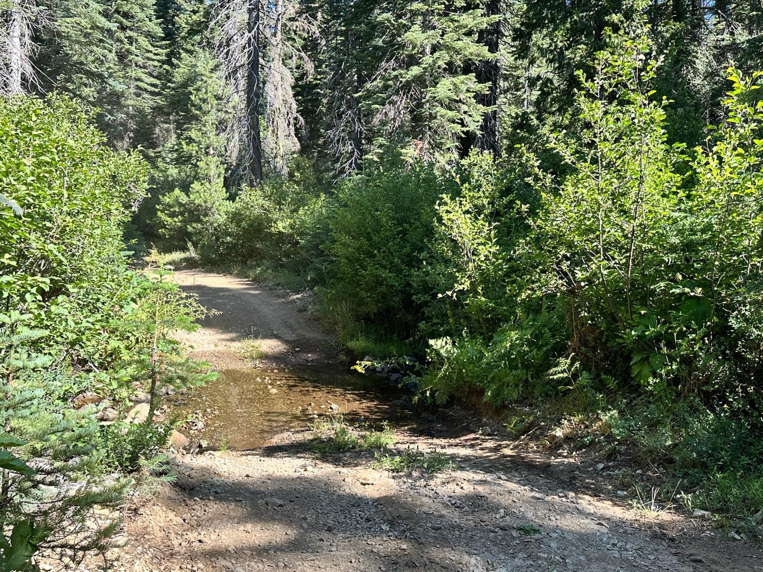 19231 Marsh Mill Road Nevada City, CA 95959 - Photo 3 of 17 a view of a yard with plants and trees