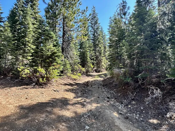 a view of a forest with trees