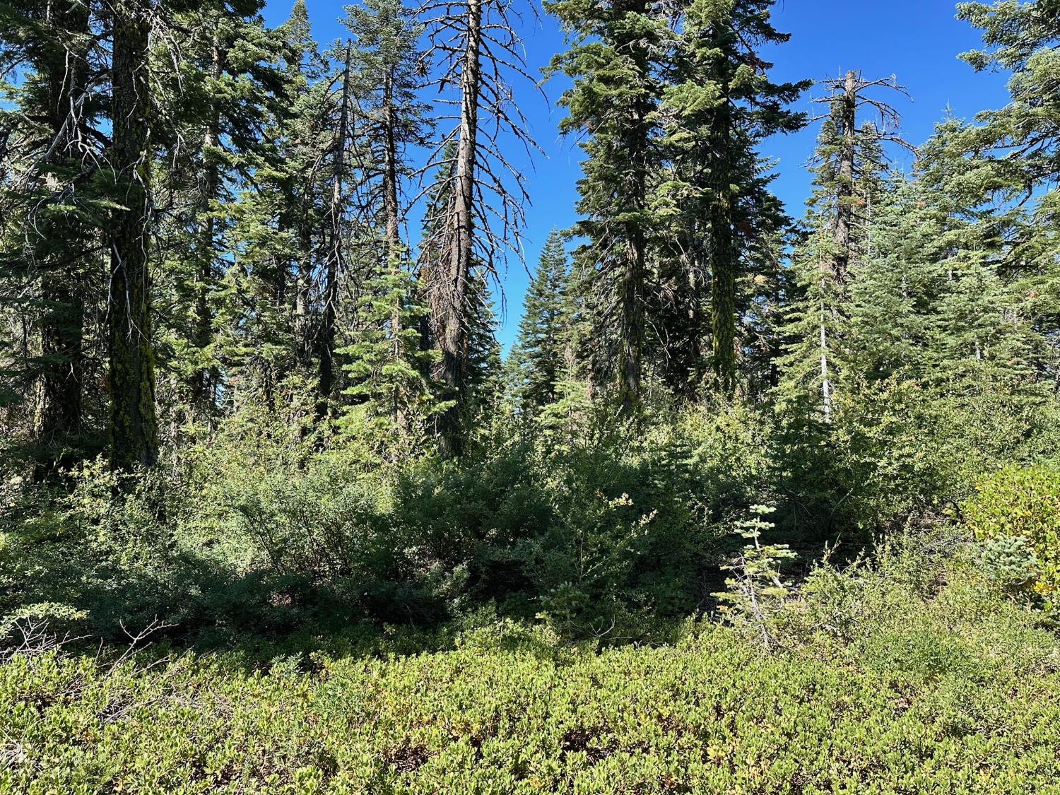 19231 Marsh Mill Road Nevada City, CA 95959 - Photo 6 of 17 a view of a garden