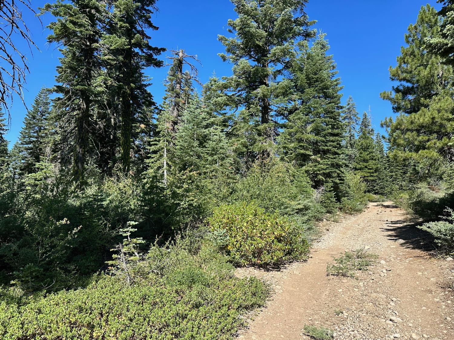 19231 Marsh Mill Road Nevada City, CA 95959 - Photo 8 of 17 a view of a garden with trees
