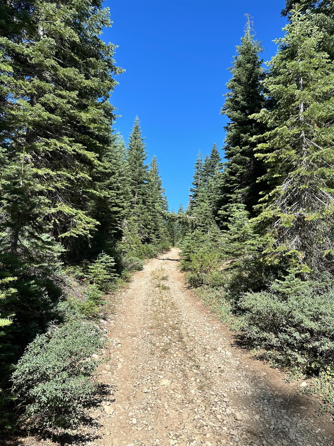 19231 Marsh Mill Road Nevada City, CA 95959 - Photo 9 of 17 a view of a large yard with lots of green space