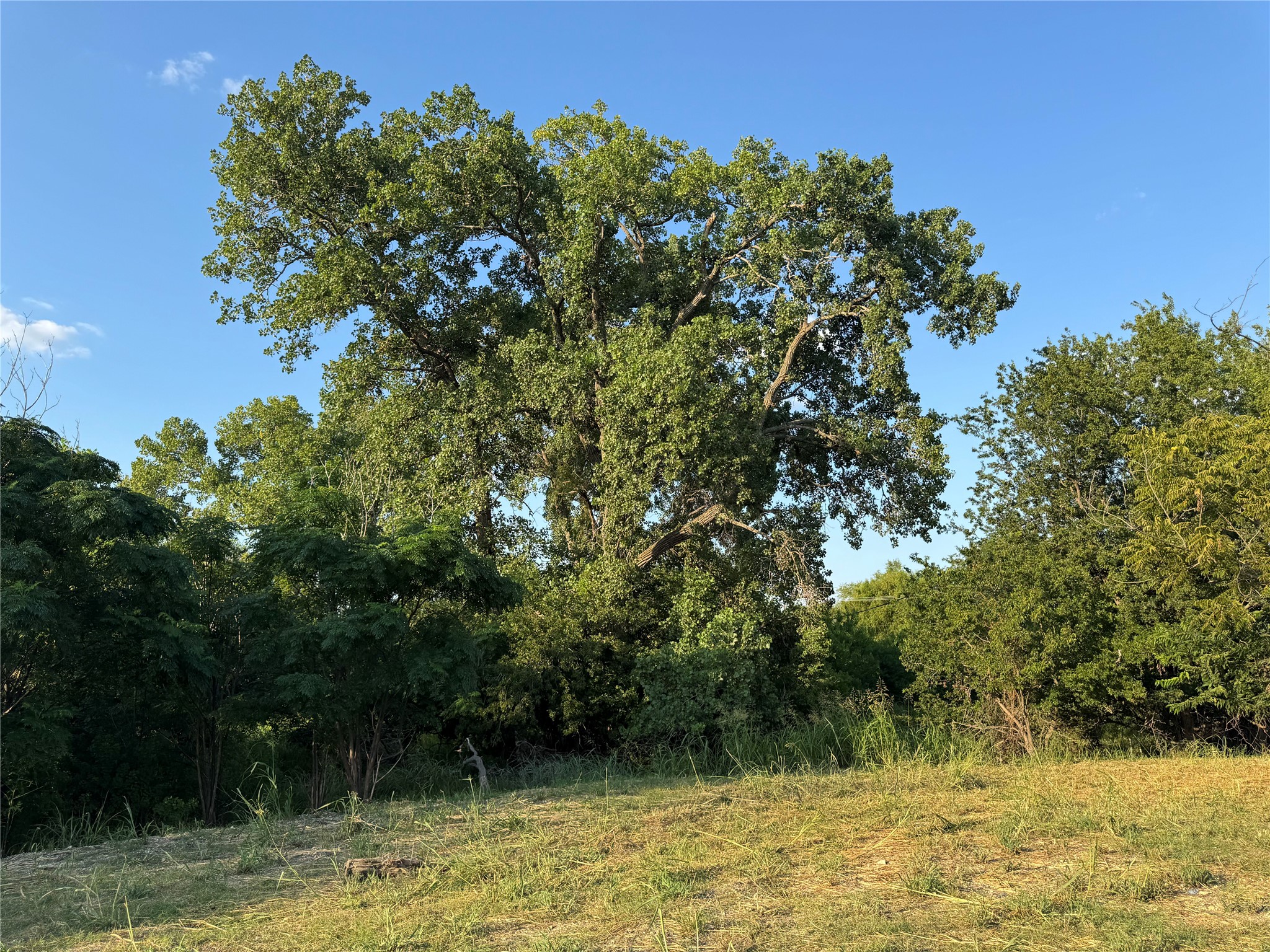 4401 Trimmier Road Killeen, TX 76542 - Photo 15 of 15 View of nature
