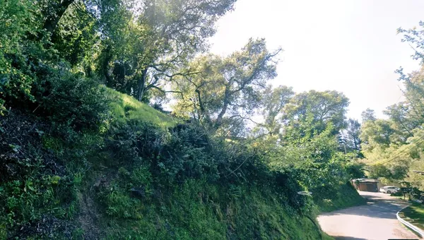 a view of a backyard with plants and a trees