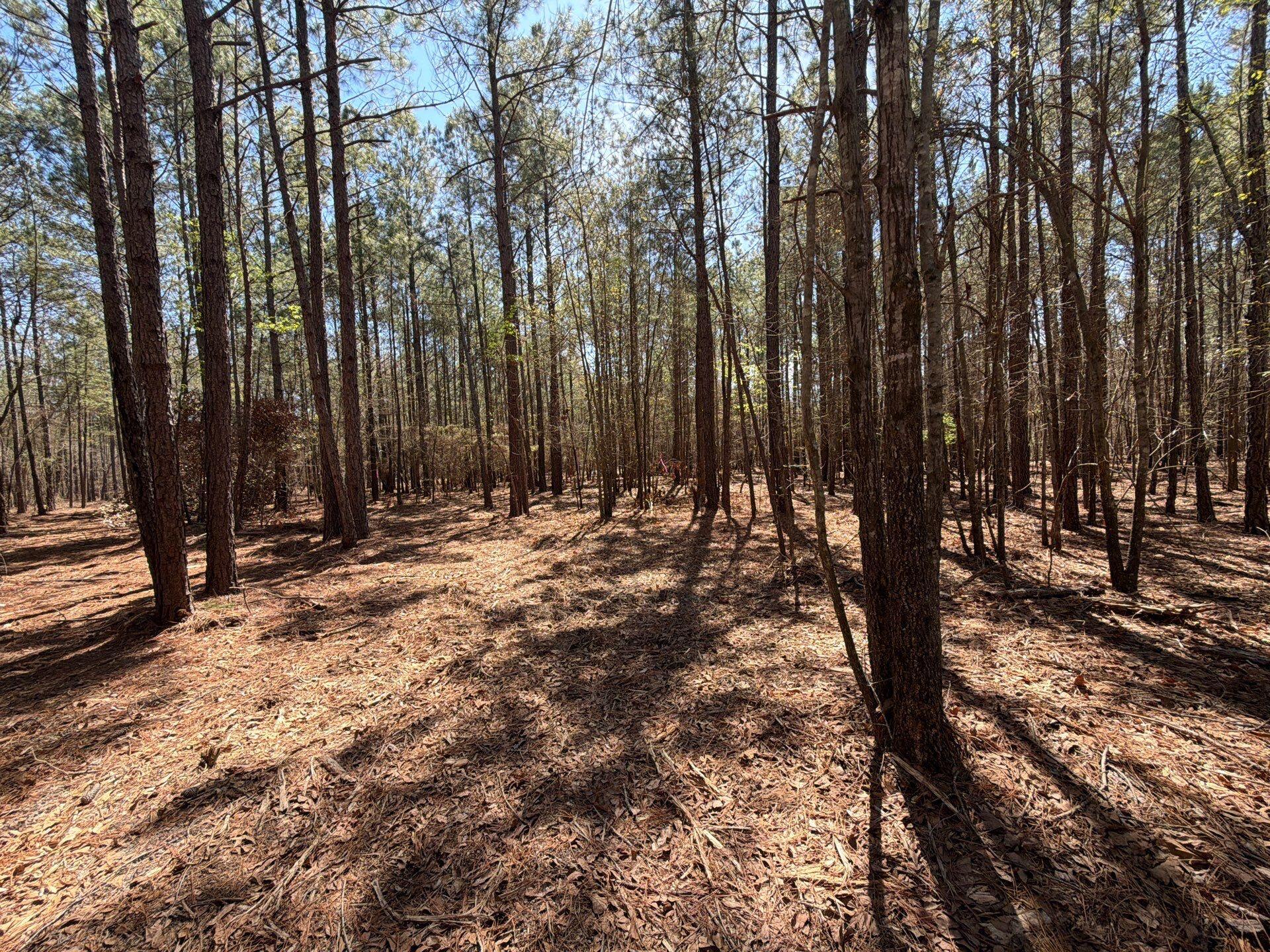 11 Boise Cascade, Unit BHL 11 Bethune, SC 29009 - Photo 11 of 24 14-Mar 18 2026 04_42pm-9LzQ