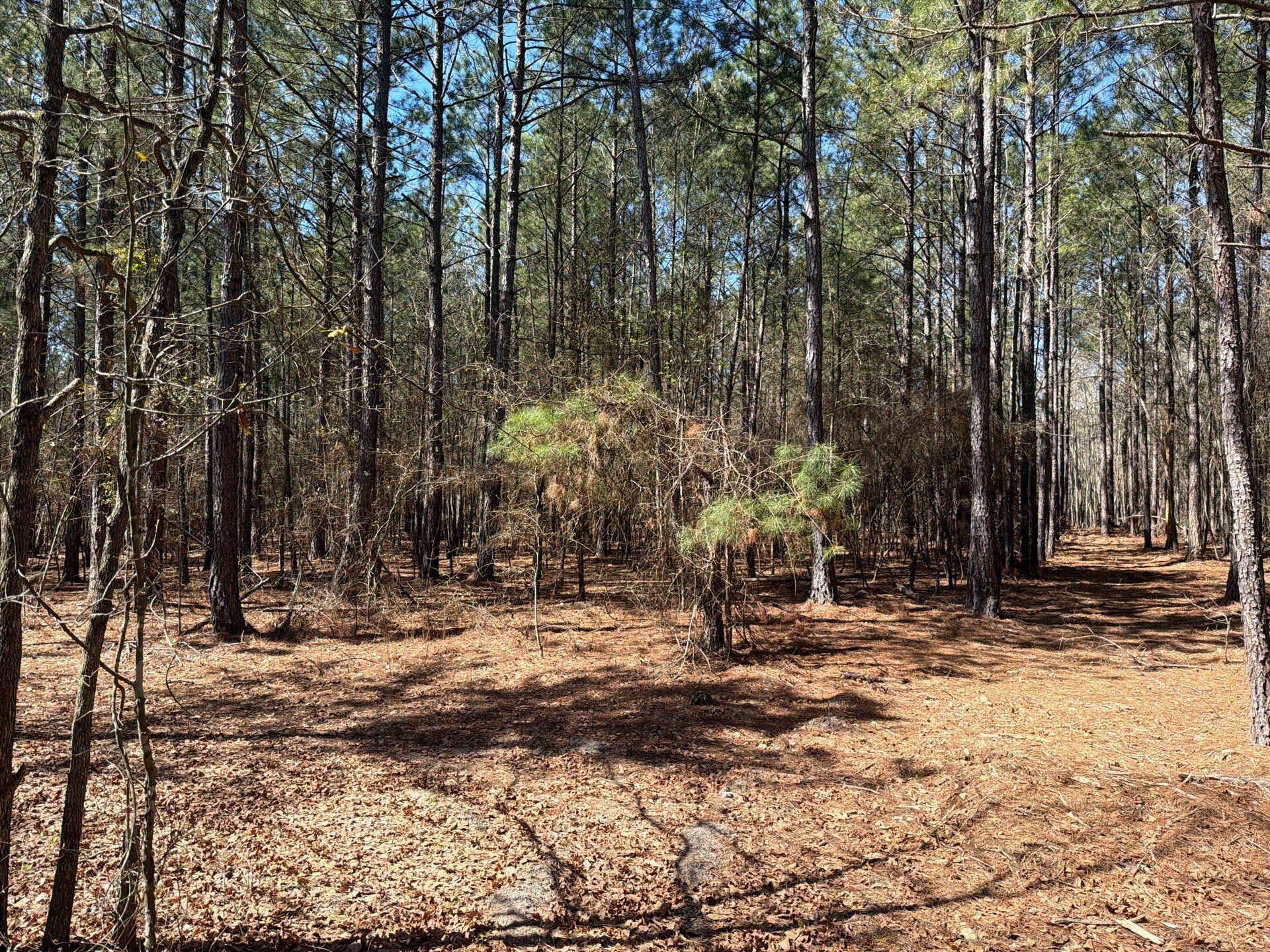 11 Boise Cascade, Unit BHL 11 Bethune, SC 29009 - Photo 13 of 24 12-Mar 18 2026 04_40pm-7972
