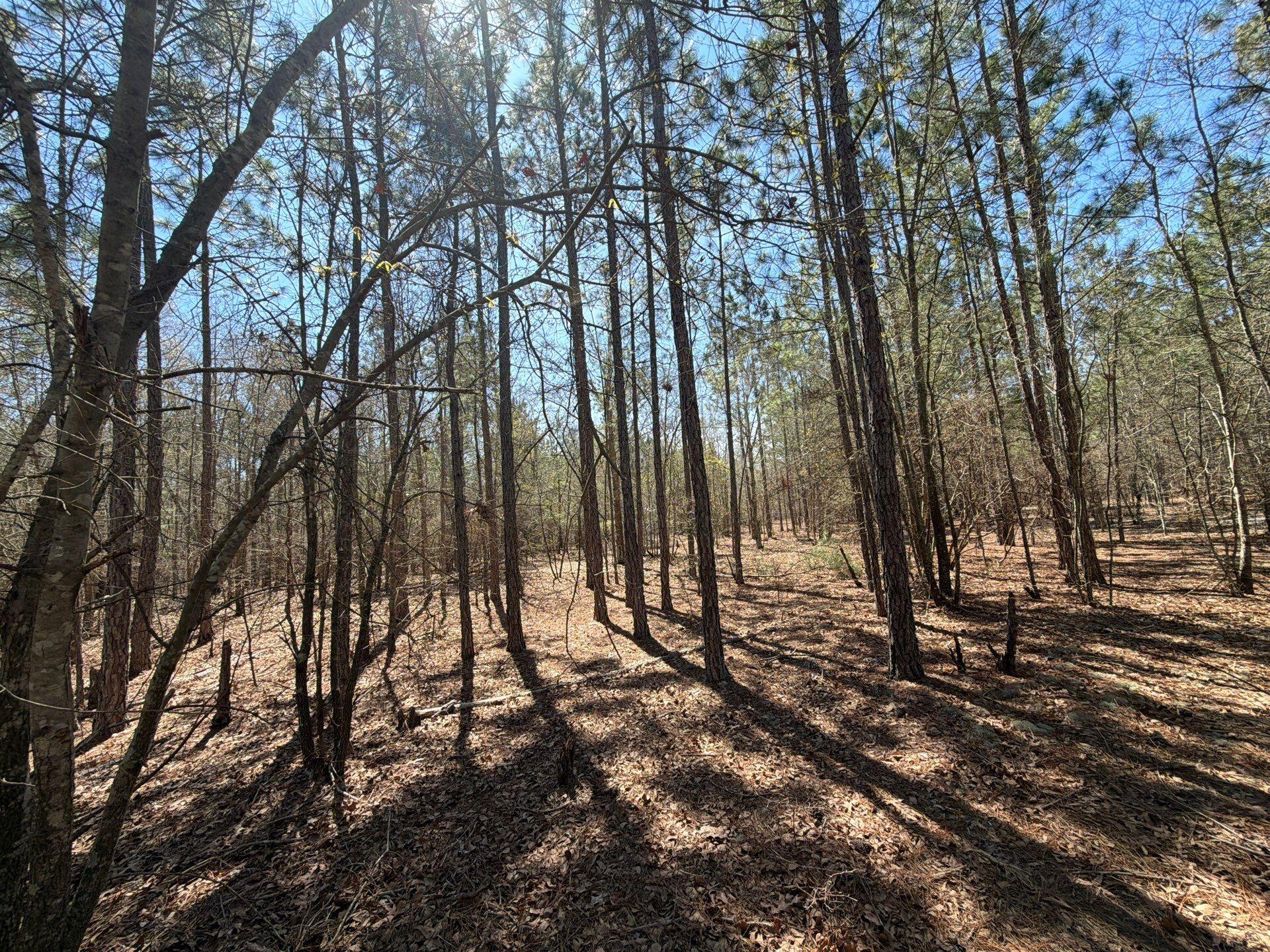 11 Boise Cascade, Unit BHL 11 Bethune, SC 29009 - Photo 22 of 24 3-Mar 18 2026 04_37pm-KJUd