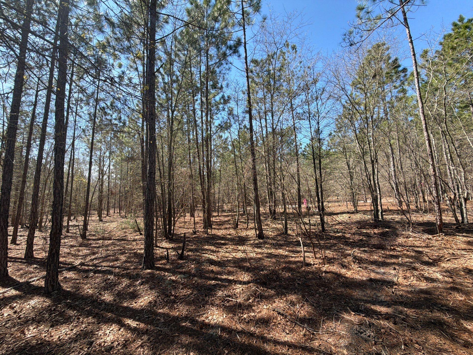 11 Boise Cascade, Unit BHL 11 Bethune, SC 29009 - Photo 24 of 24 1-Mar 18 2026 04_37pm-aYvf