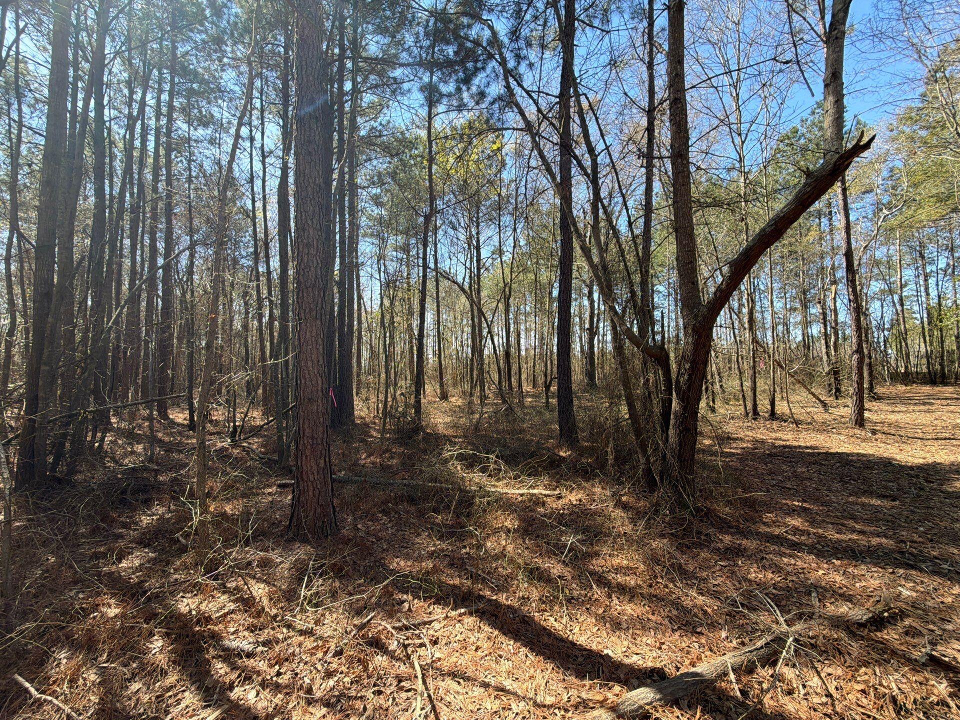 11 Boise Cascade, Unit BHL 11 Bethune, SC 29009 - Photo 6 of 24 19-Mar 18 2026 04_43pm-Hpnq