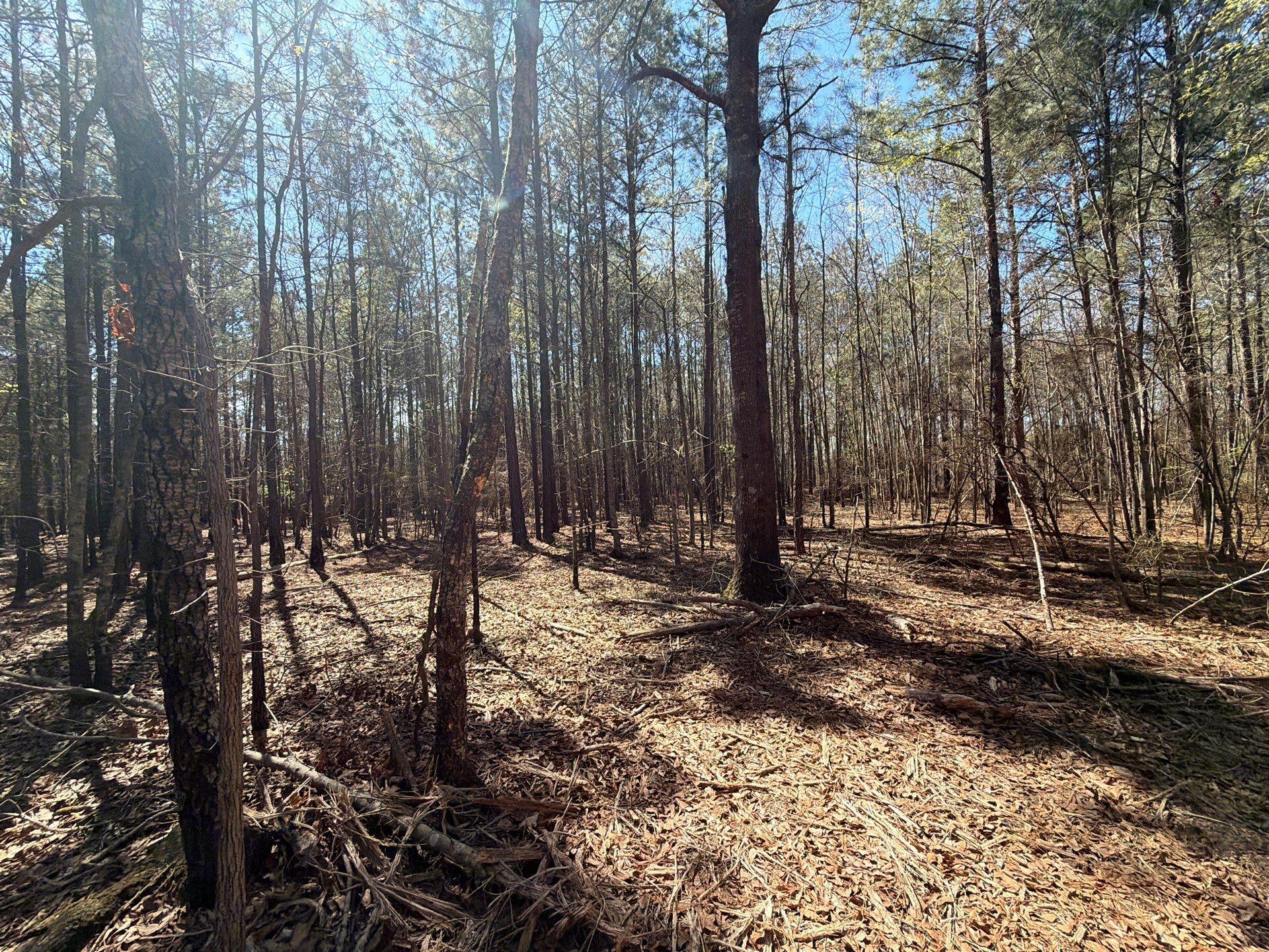 11 Boise Cascade, Unit BHL 11 Bethune, SC 29009 - Photo 7 of 24 18-Mar 18 2026 04_42pm-THQh