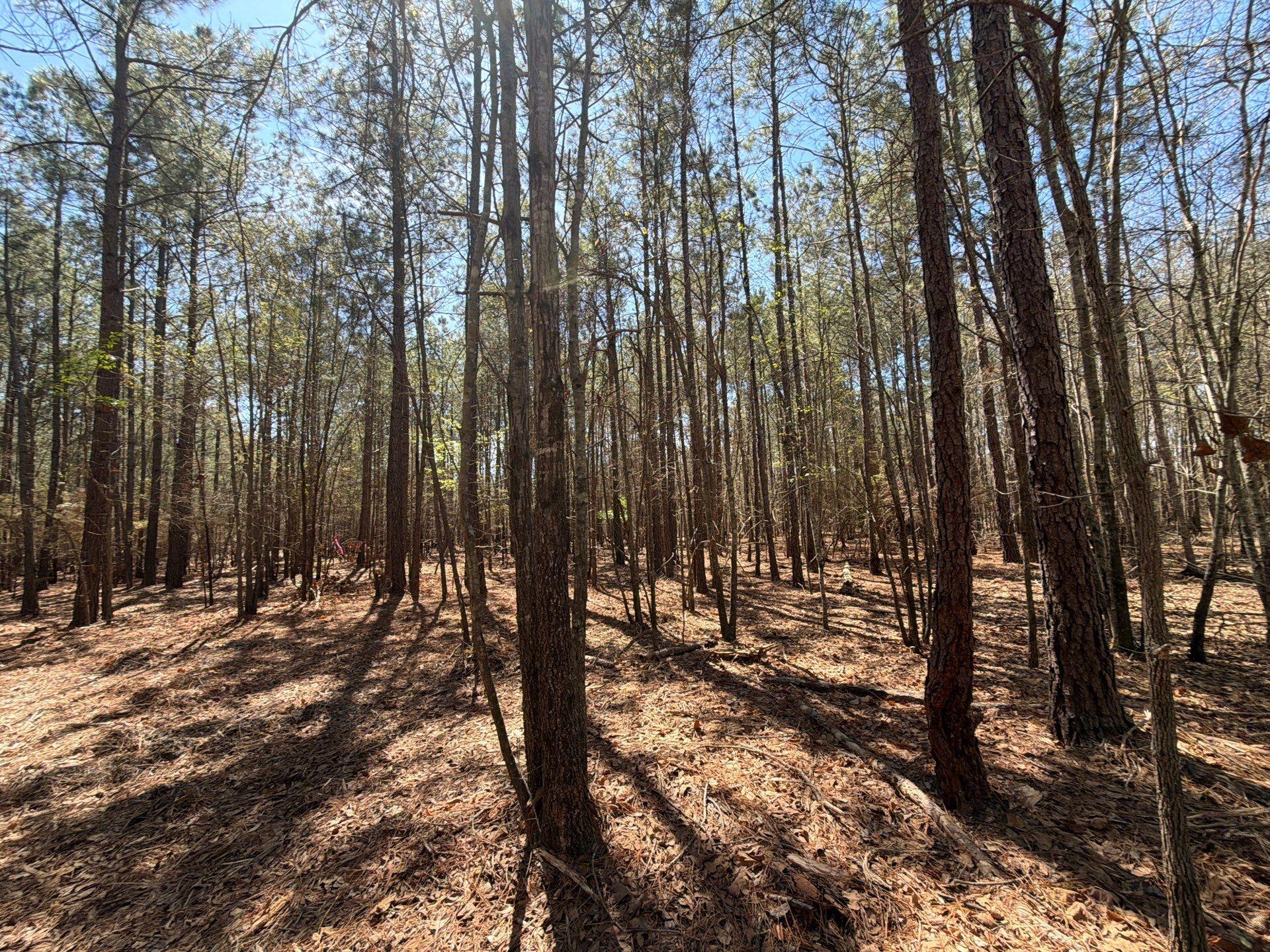 11 Boise Cascade, Unit BHL 11 Bethune, SC 29009 - Photo 10 of 24 15-Mar 18 2026 04_42pm-RkAx