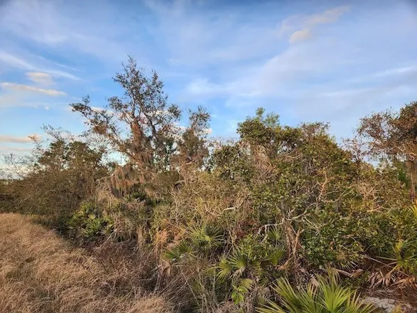 a view of a bunch of trees