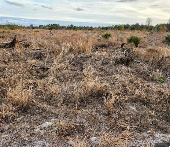 a view of a bunch of trees with wooden fence