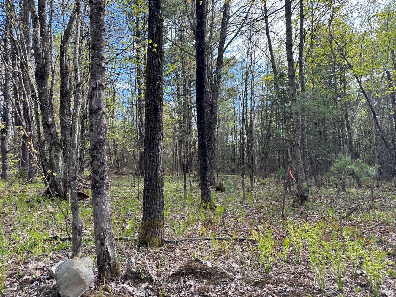 M10-l18-3 Brown Road Mercer, ME 04957 - Photo 3 of 15 IMG_8311