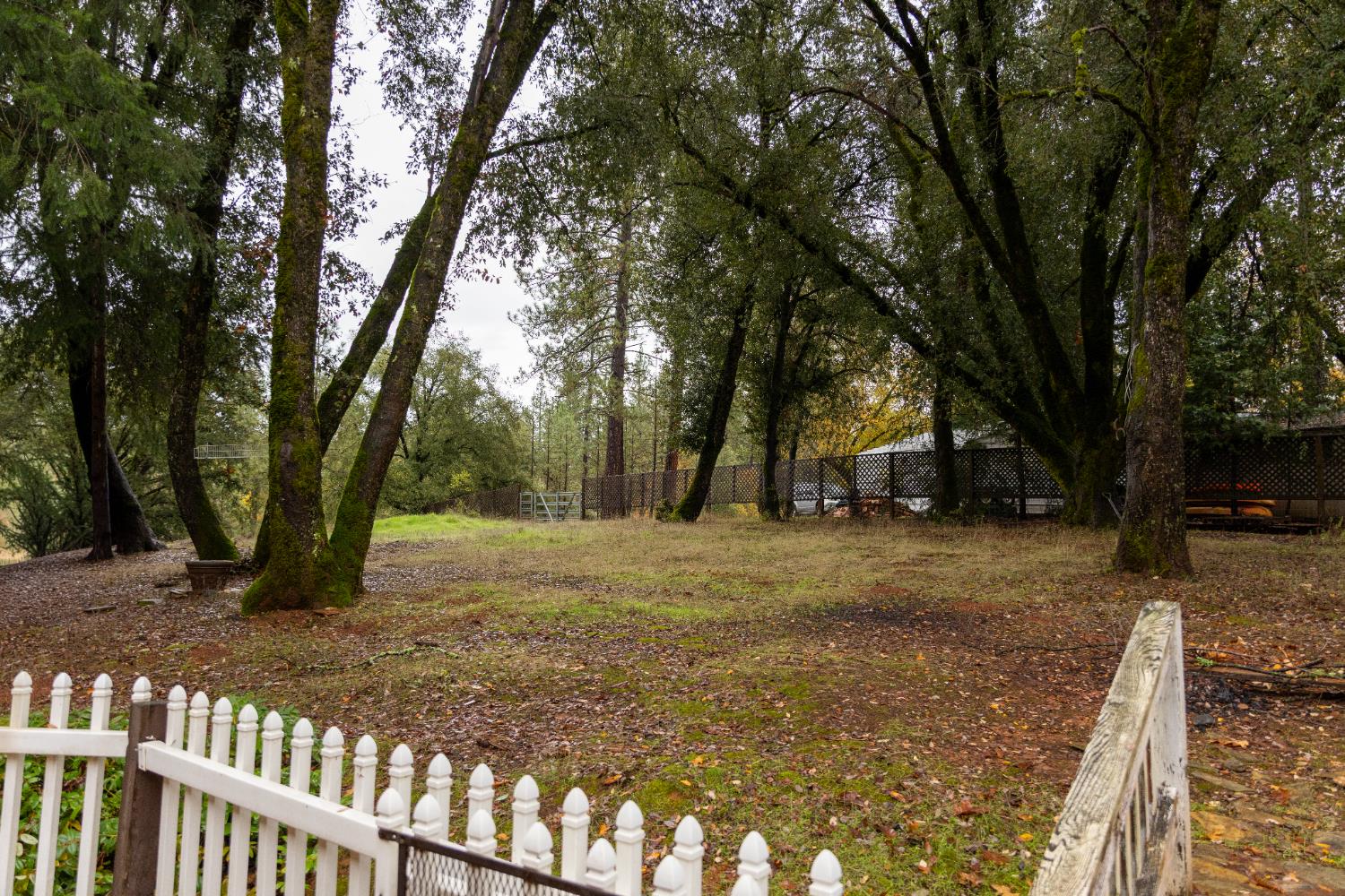 6100 Shasta Road Garden Valley, CA 95633 - Photo 36 of 39 a view of a trees with a yard