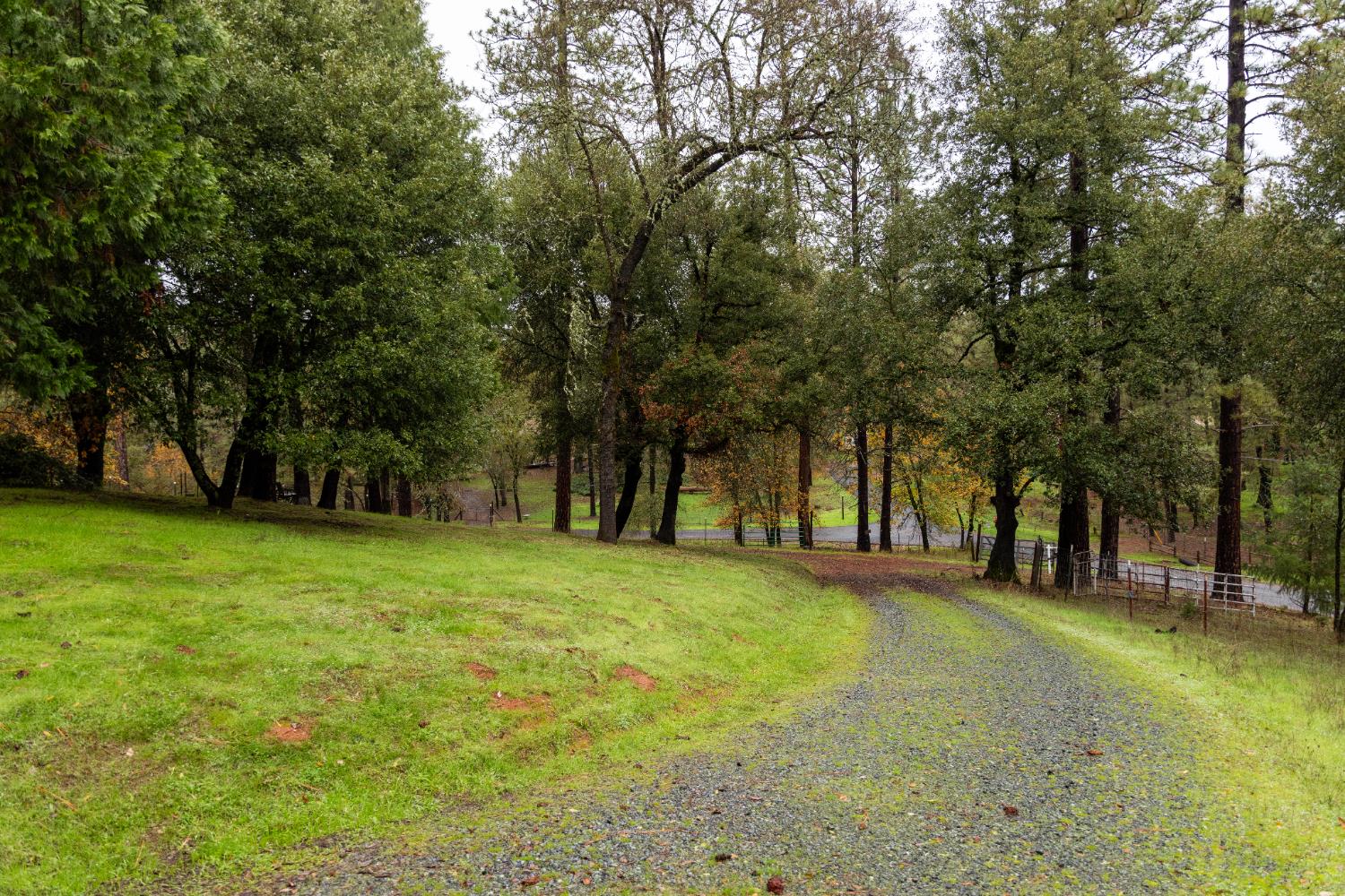 6100 Shasta Road Garden Valley, CA 95633 - Photo 6 of 39 a view of a trees with a yard