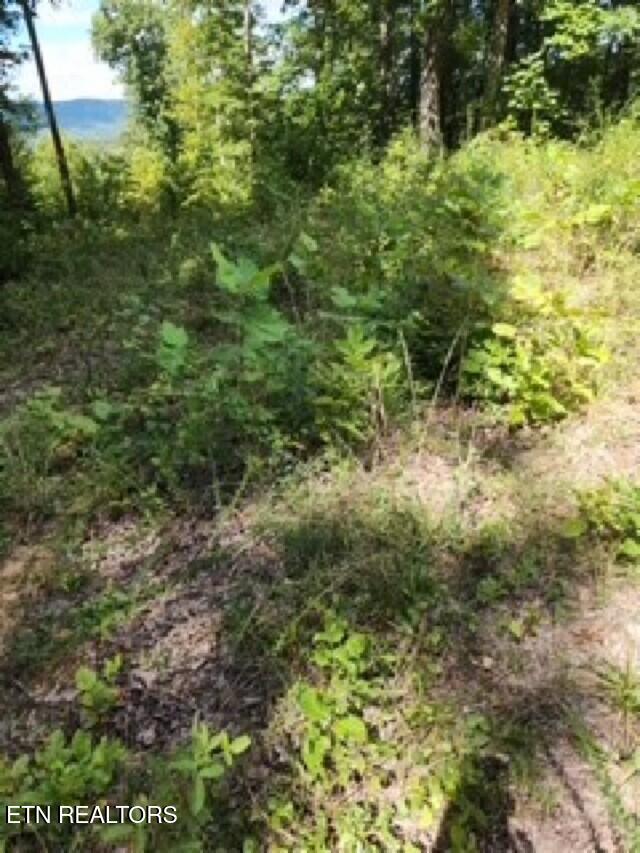 Lot 73 Tomahawk Road Jamestown, TN 38556 - Photo 15 of 33 photo 4