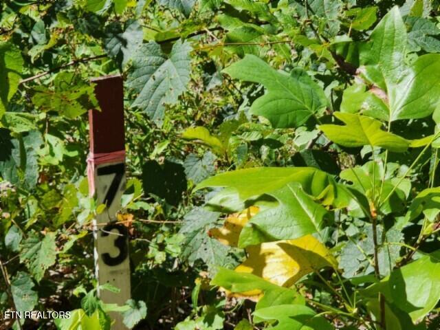 Lot 73 Tomahawk Road Jamestown, TN 38556 - Photo 4 of 33 20250826_105512