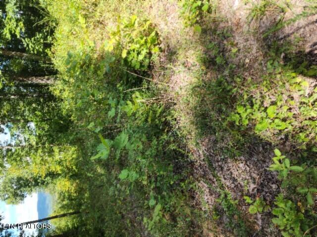 Lot 73 Tomahawk Road Jamestown, TN 38556 - Photo 6 of 33 20250826_105751_001