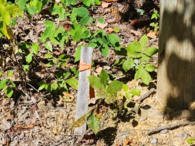 Lot 73 Tomahawk Road Jamestown, TN 38556 - Photo 8 of 33 20250826_105941