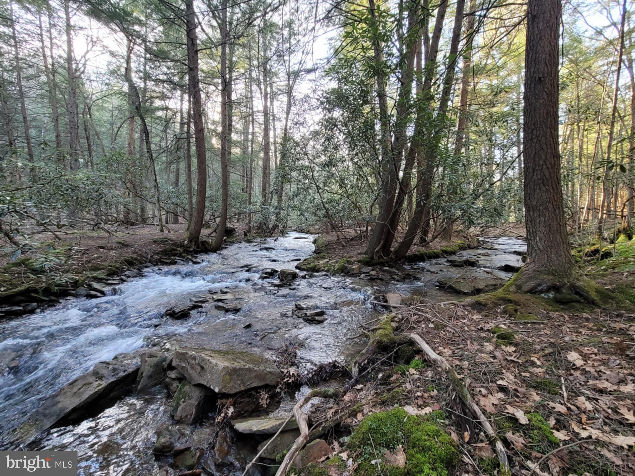 a view of a forest filled with trees